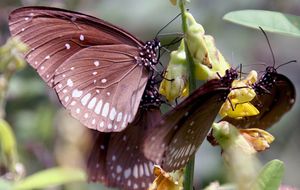 El aleteo de una mariposa o cómo perder el tren puede cambiar nuestra vida