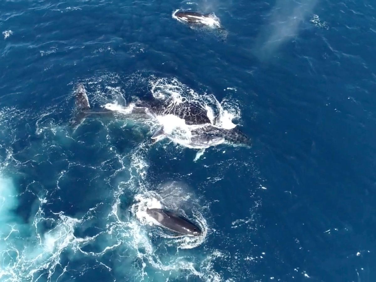 Foto: Orcas y ballenas jorobadas en la costa de Ningaloo, en Australia (Reuters)