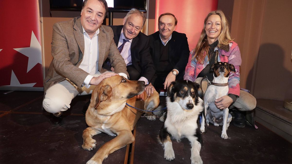 Las mascotas ya notan el final de la crisis: el abandono de perros baja un 29% en Madrid