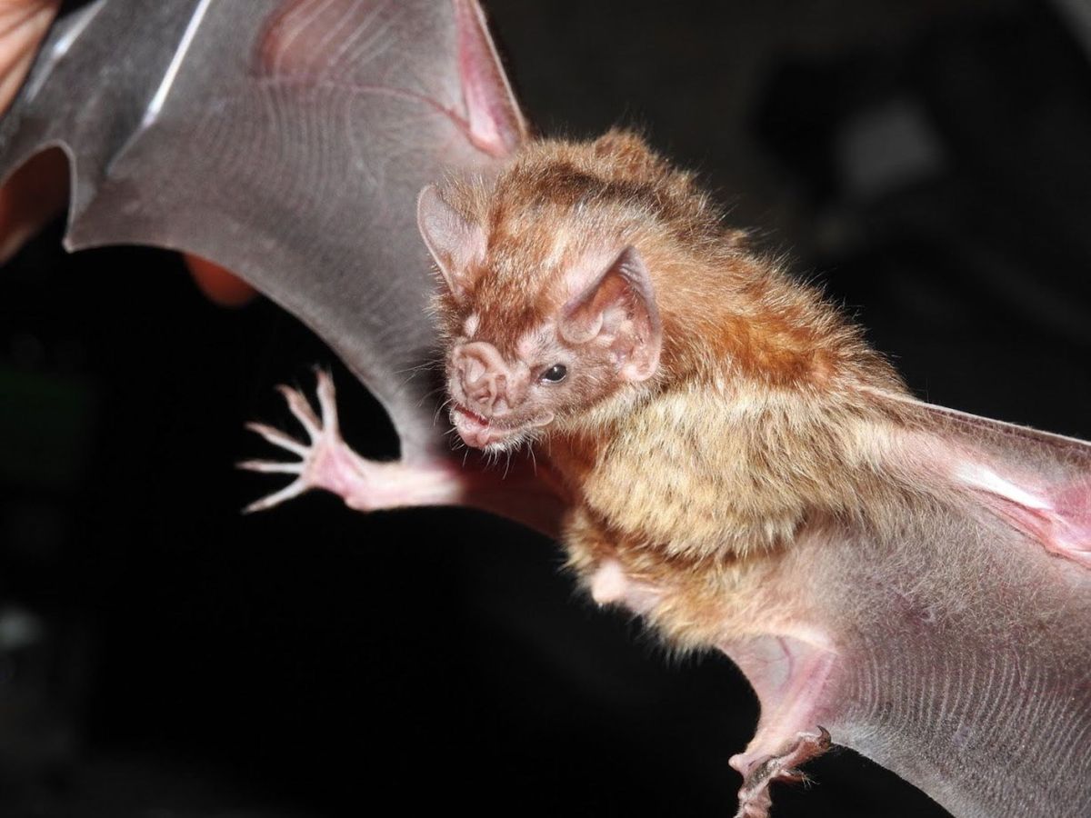 Foto: Nipah, la próxima amenaza del murciélago. (EFE)