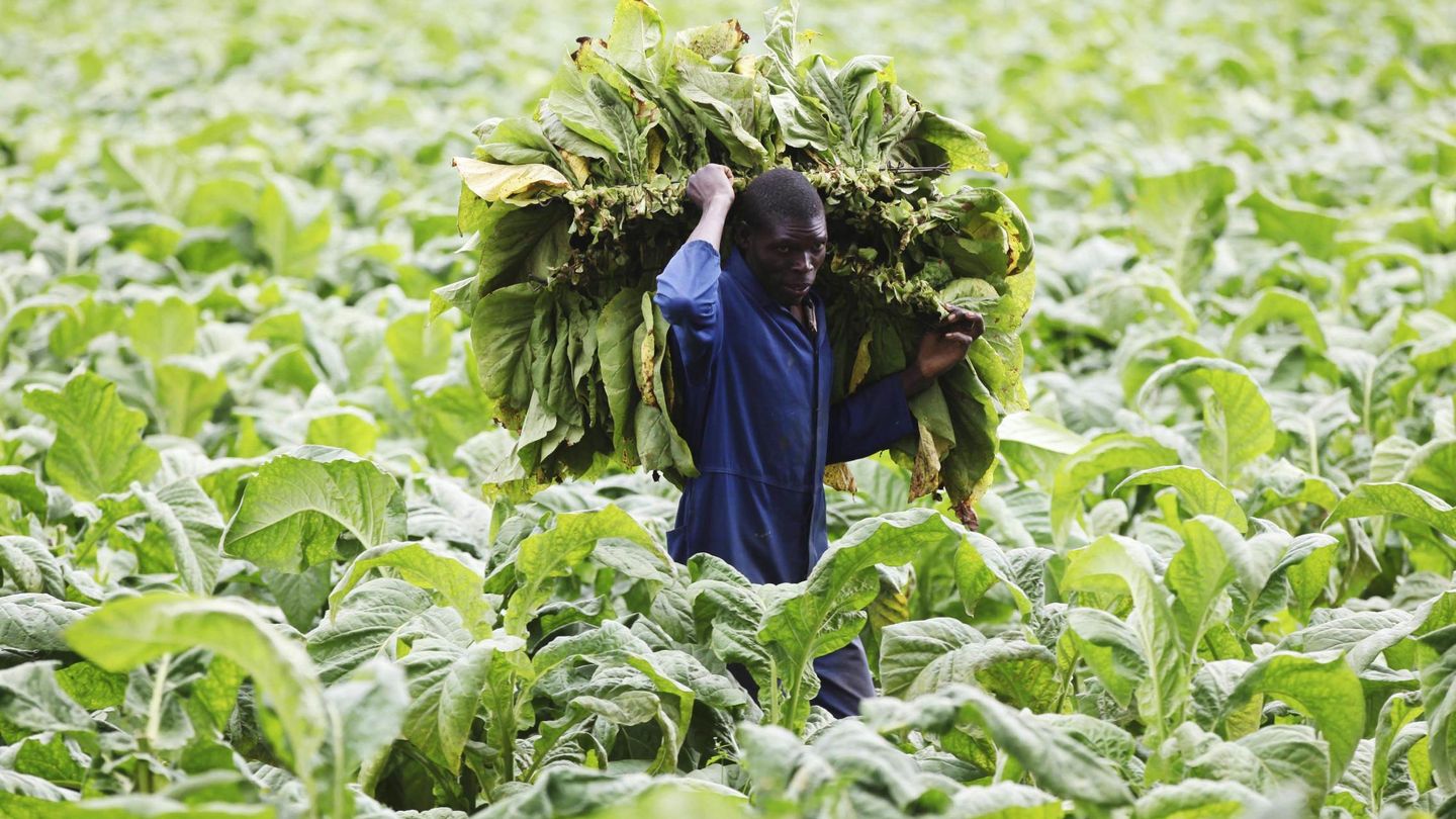 Un hombre trabajando en una plantación de tabaco en Zimbabue | Reuters