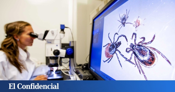 Una de cada 10 garrapatas en España te puede transmitir fiebre hemorrágica mortal