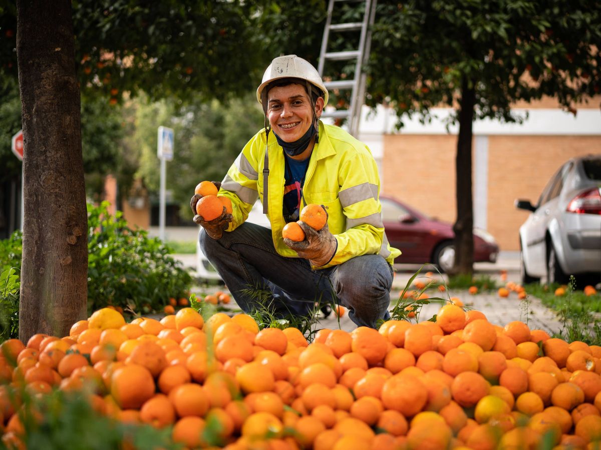 Foto: Elder Torres mostrando las naranjas recogidas. (Fernando Ruso)