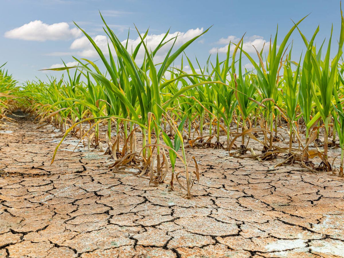 Foto: Cada vez va a haber menos humedad en el suelo de los cultivos. (iStock)
