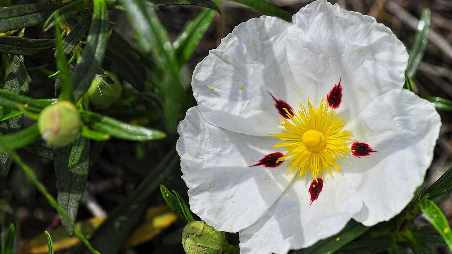 La jara es una de las especies más caracteísticas de nuestra flora (Flickr)