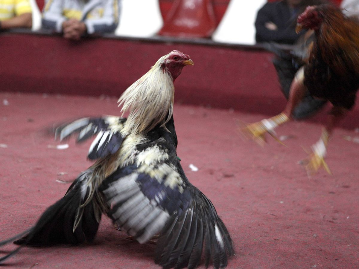 Foto: Imagen de archivo de una pelea de gallos. (EFE)