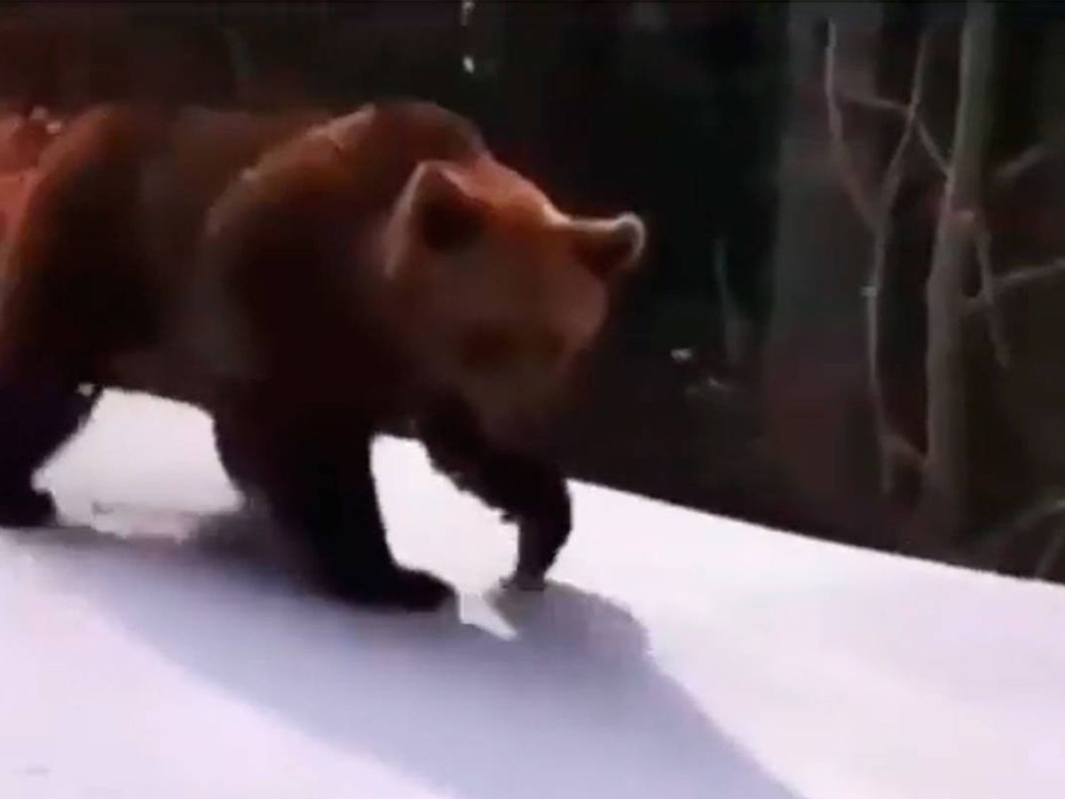 Foto: El oso se acercó a solo unos metros del instructor de esquí (YouTube)