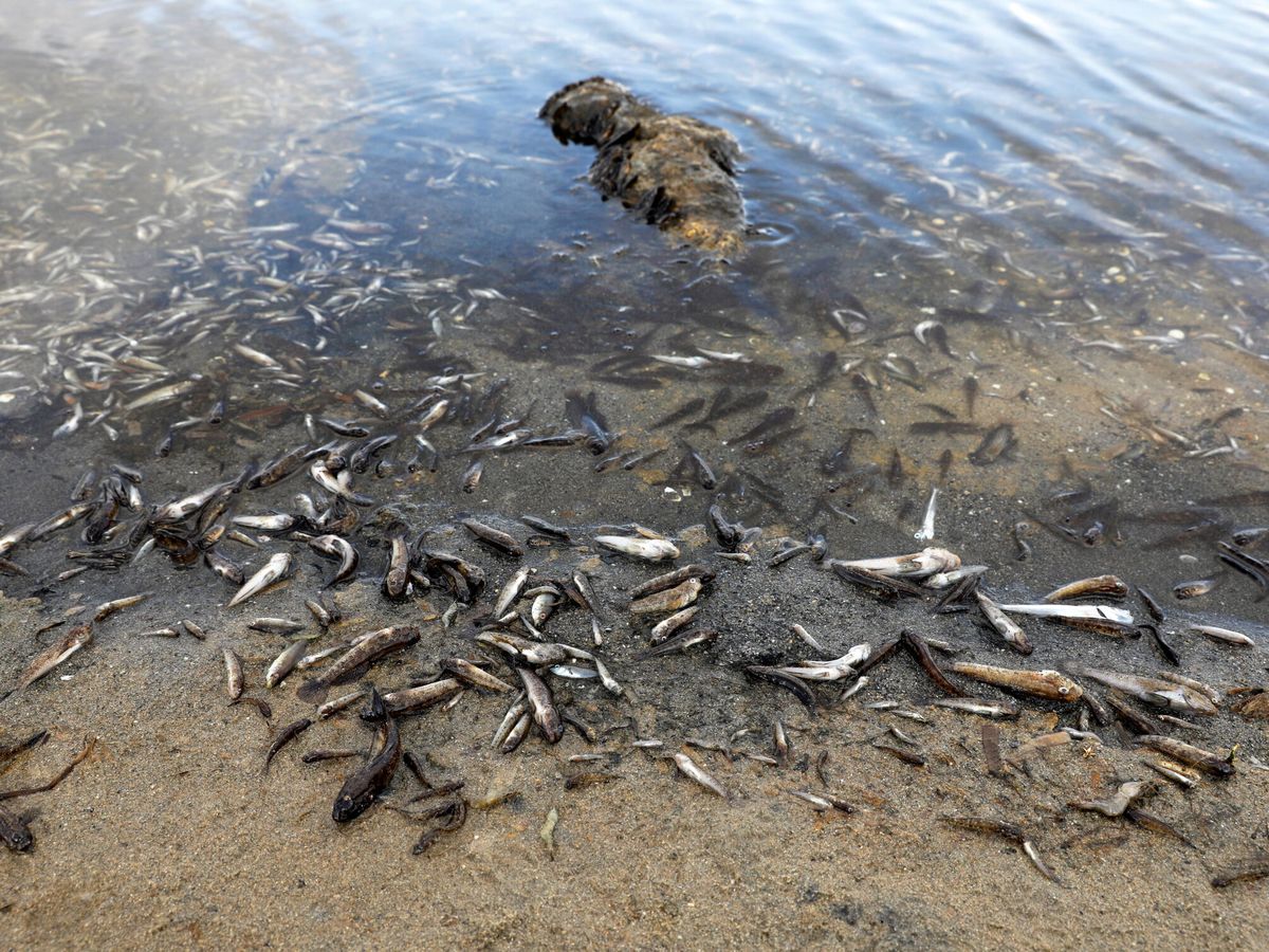 Foto: Peces muertos a orillas del Mar Menor (Reuters)