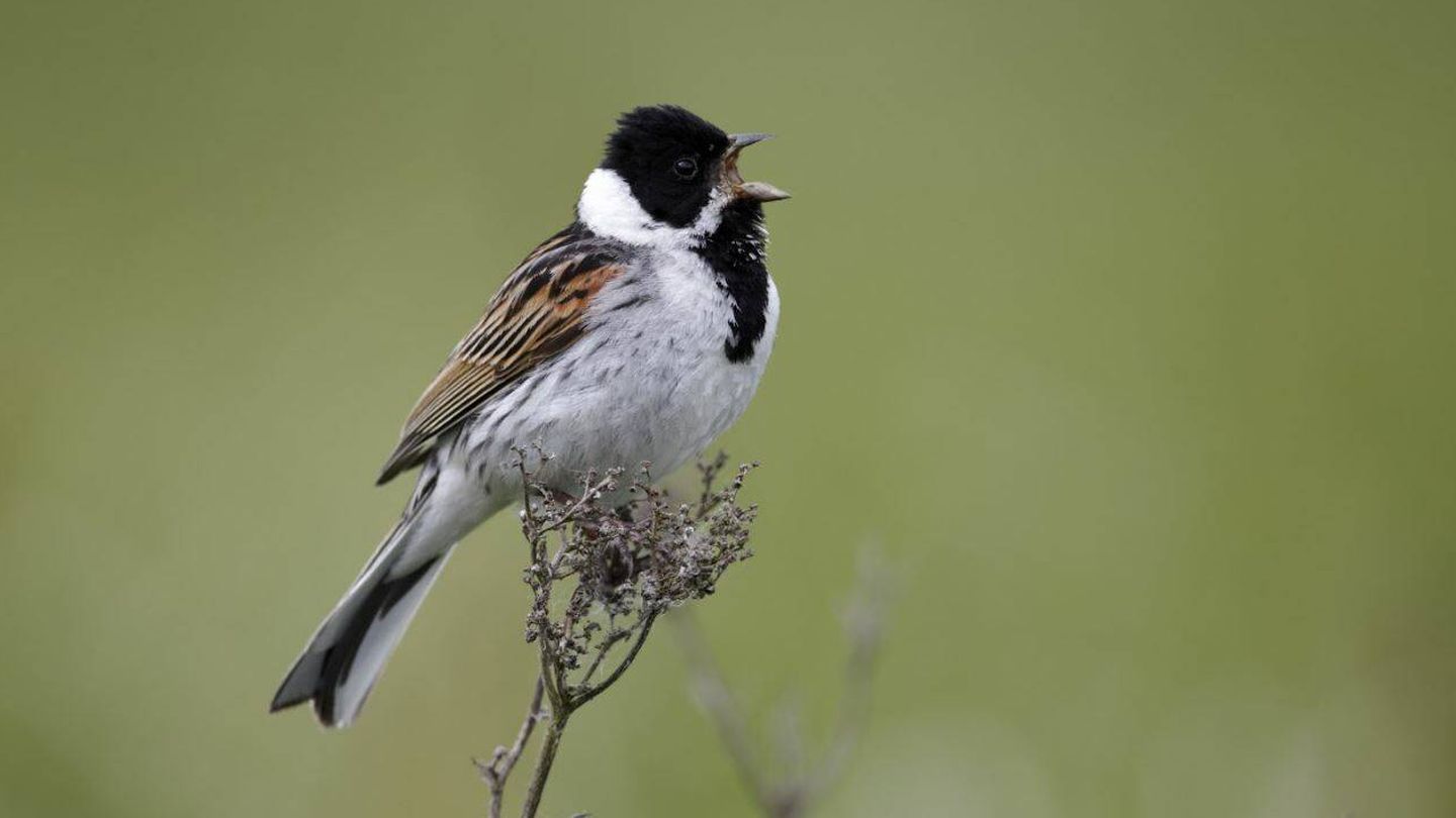 El escribano palustre figura entre las especies más amenazadas (SEO/Birdlife)