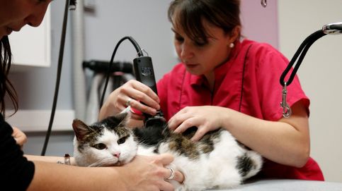 Bélgica obliga a esterilizar a los gatos domésticos... o pagar hasta 100.000 euros