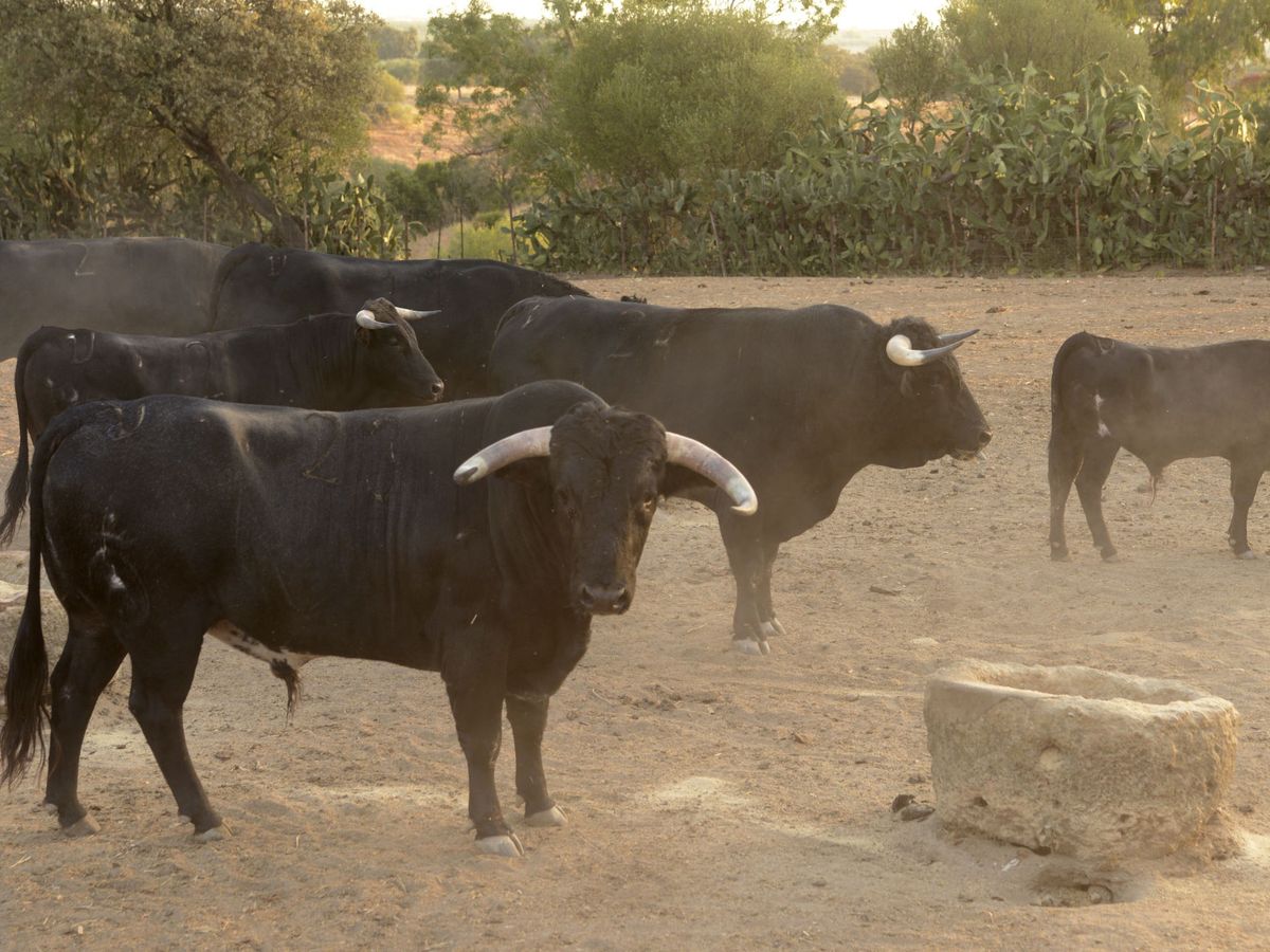 Foto: Un grupo de toros bravos ante un abrevadero. (EFE/Fermín Cabanillas)
