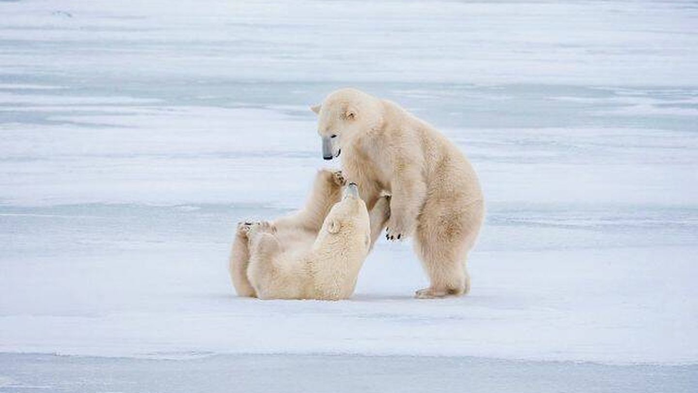En el Ártico podrás observar a los osos polares en su hábitat natural. (Foto: cortesía).