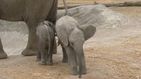 Arik y Zoom: nacen dos elefantes en un zoo de México... y ya pesan 110 kilos
