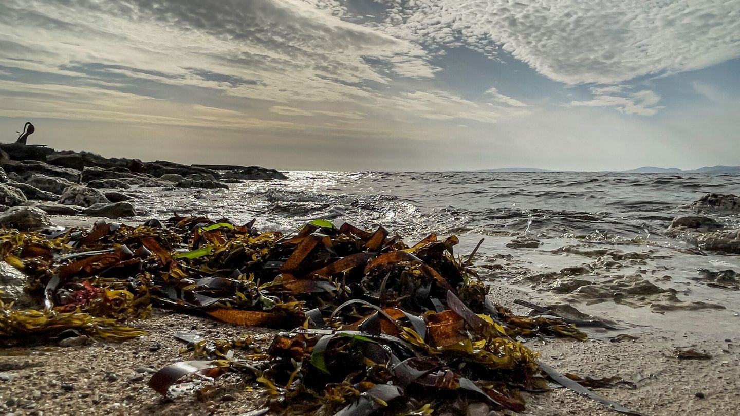 Posidonia oceanica muerta en las playas de Mallorca. (EFE/Cati Cladera)
