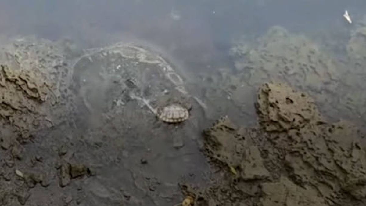 Salvan a dos tortugas que habían sido unidas con un candado en el caparazón 