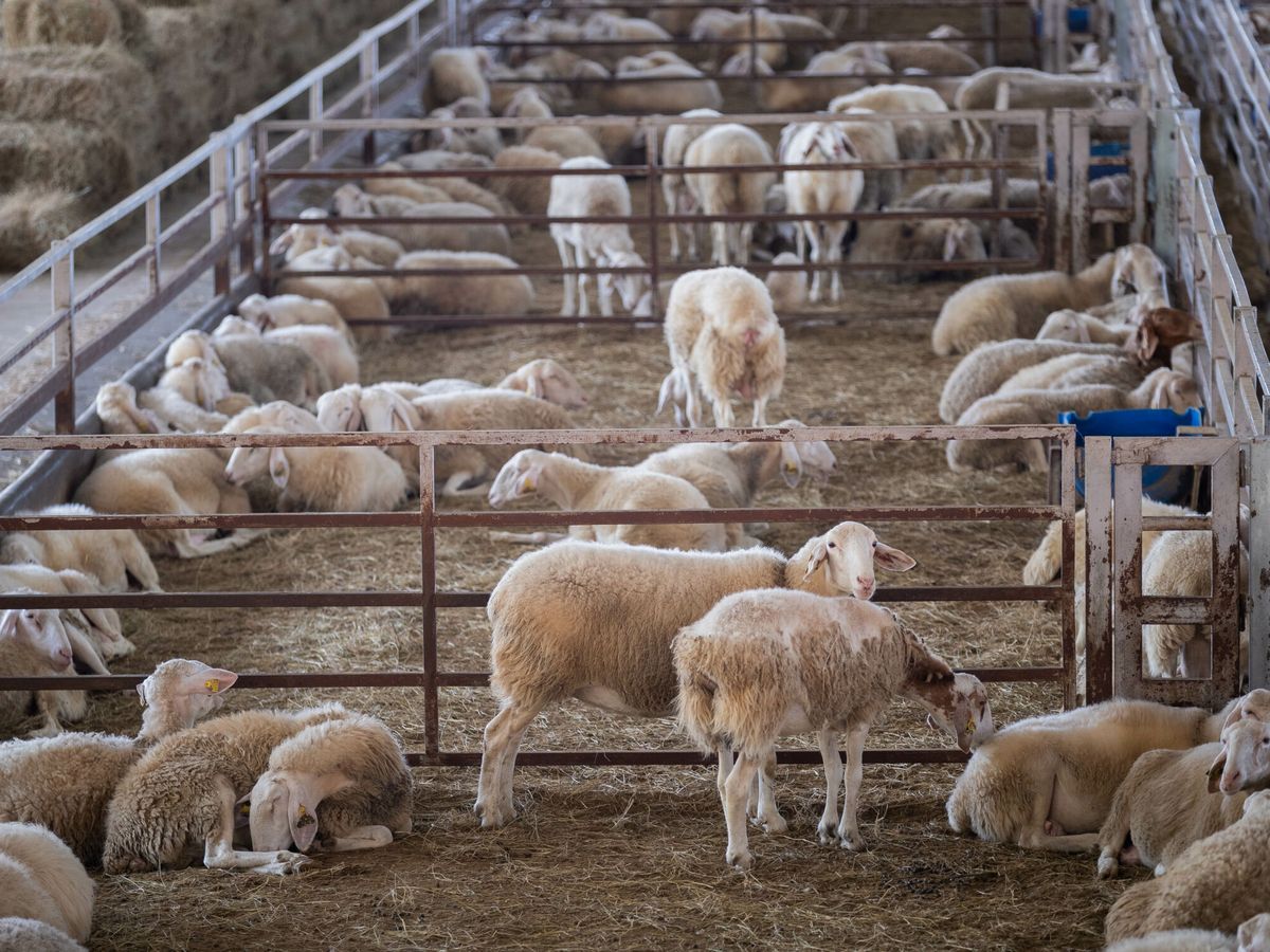 Foto: Una granja de ovejas. (EFE/Rayner Peña)