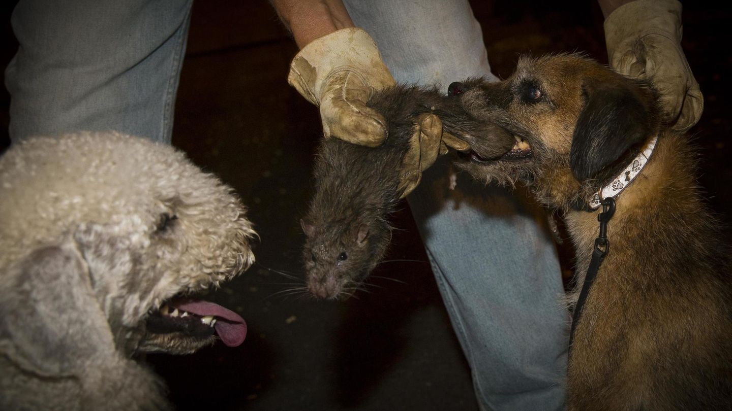 Patrulla de perros cazarratas en Nueva York. Es una práctica organizada por las autoridades para el control de plagas. Foto: Reuters.