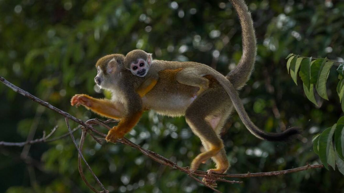 Mono ardilla de Humboldt, en Brasil. (Marcelo Santana)