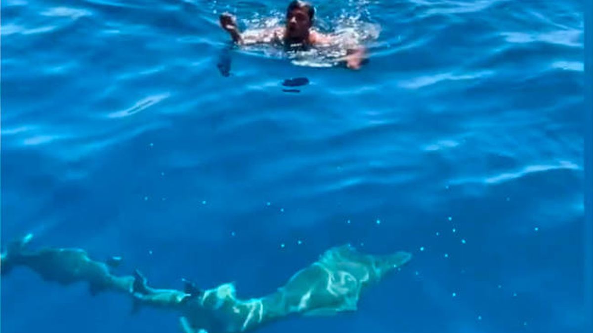 Un trabajador se lanza al agua entre tiburones para salvar a un pájaro muy especial