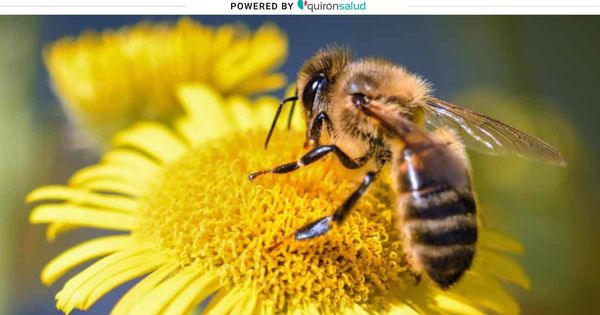 escándalo apuntalar para ver Barro para las abejas y otras falsas creencias para curar las picaduras