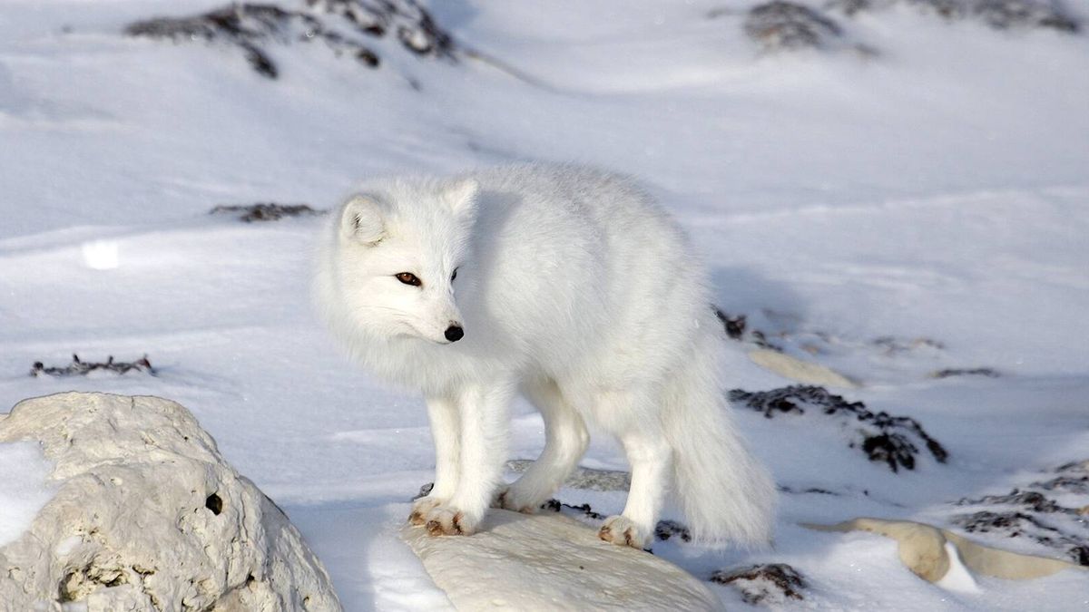 El zorro ártico, su belleza y la resistencia en el Polo Norte