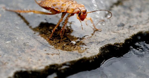 Foto: Cada cucaracha hembra puede tener entre 200 y 300 crías en su vida (EFE/Diego Azubel)