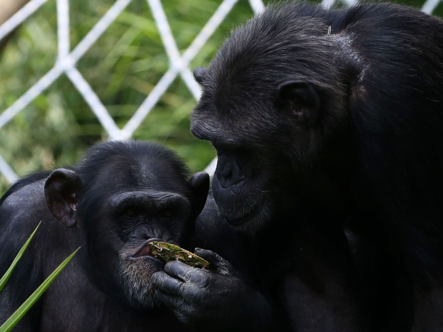 Los chimpancés, cuando envejecen, reducen su círculo social. Foto: EFE Esteban Biba
