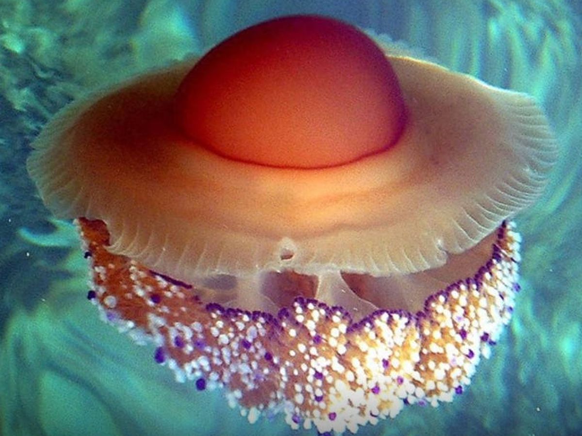 Foto: Alerta para los bañistas: millones de medusas 'huevo frito' están naciendo en Murcia (Foto: T.Friedrich/Wikimedia)