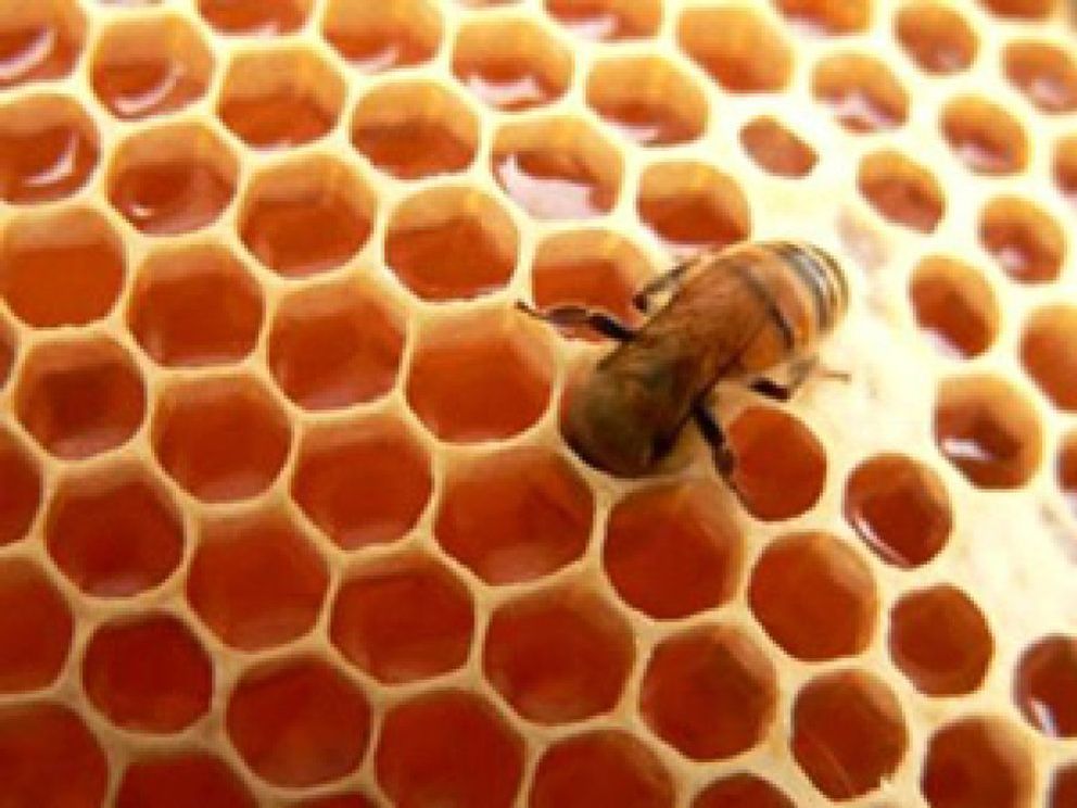 Foto: La miel es el mejor remedio para la tos de los niños