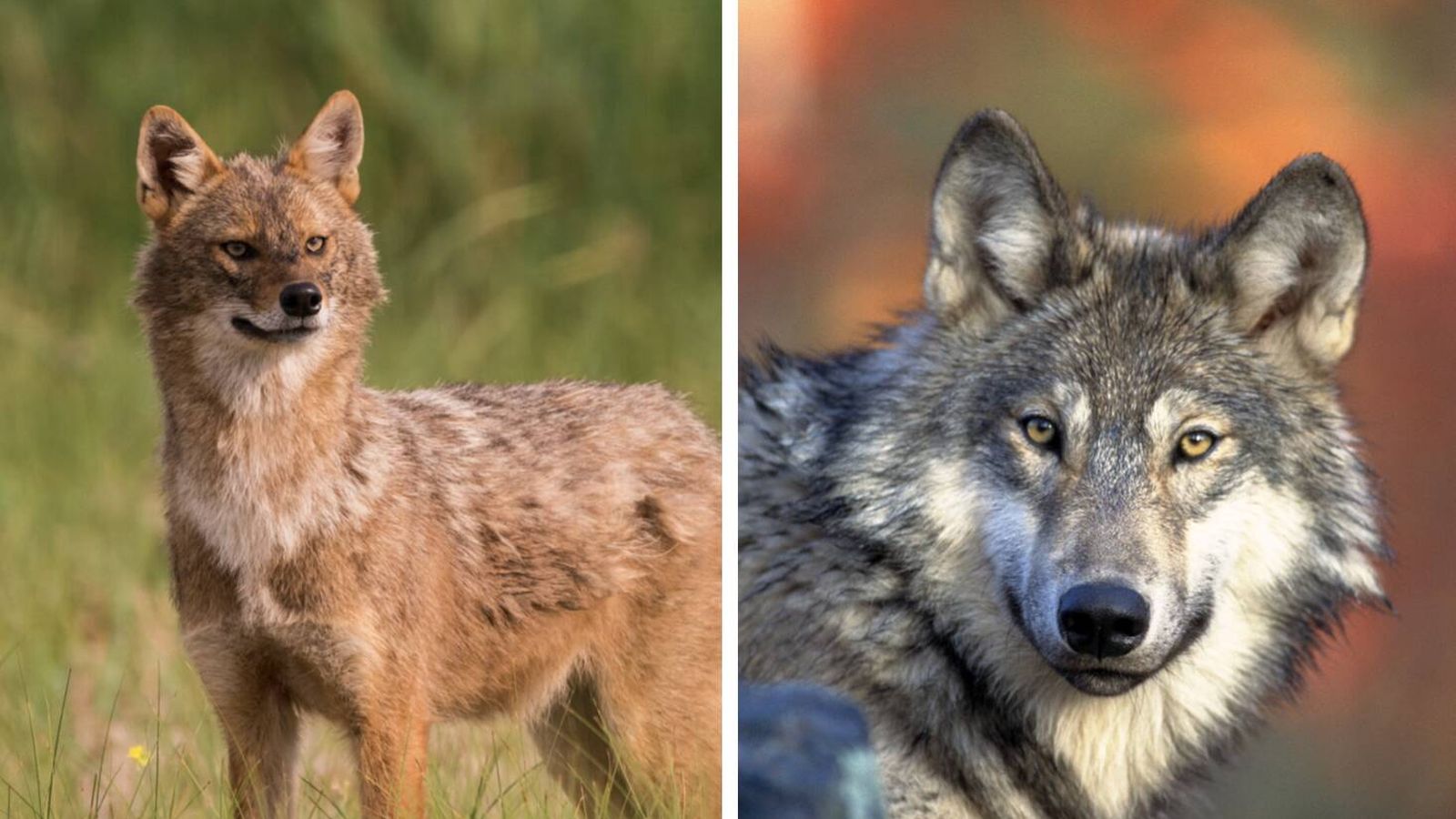 Una nueva guerra se libra en los bosques de Europa: un depredador gana terreno aprovechando la debilidad del lobo