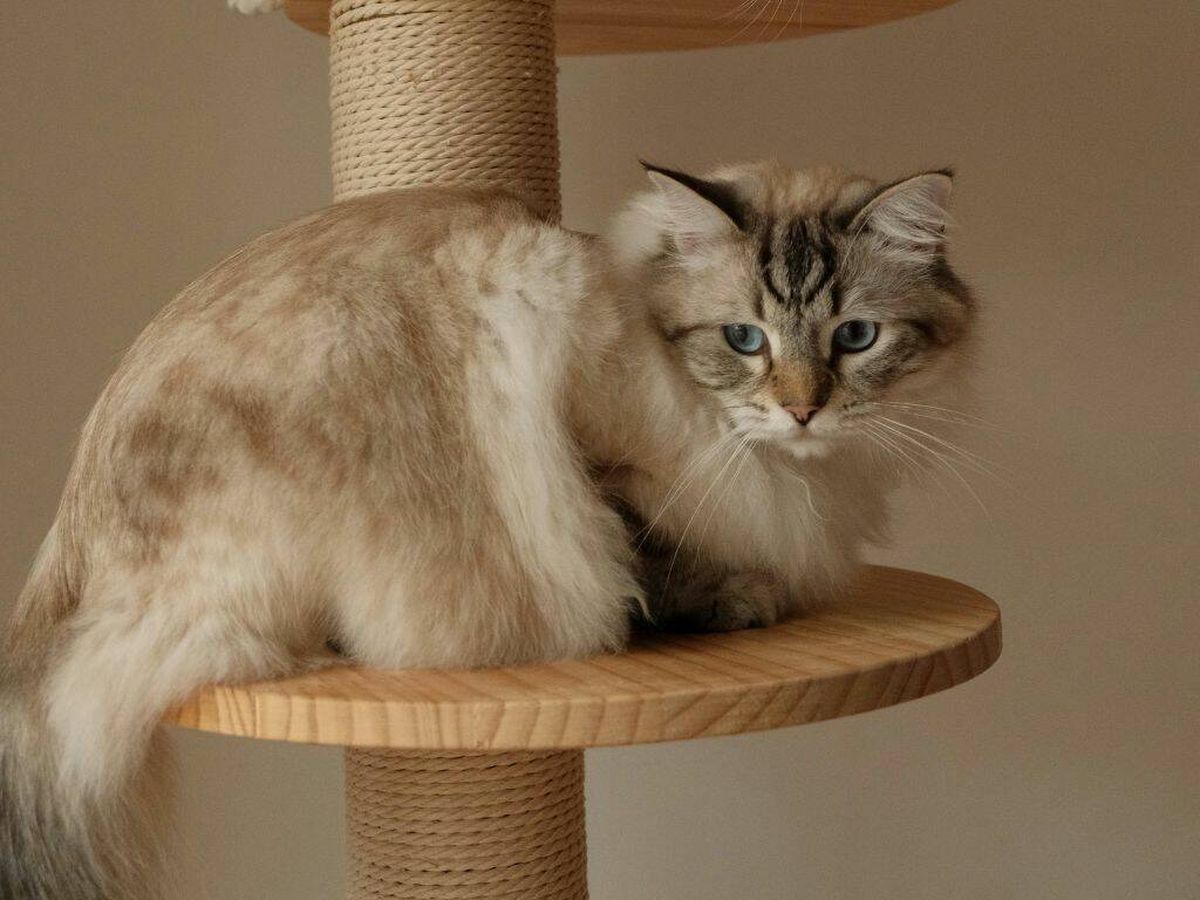 Foto: Un gato disfrutando de la comodidad de un rascador (Pexels)