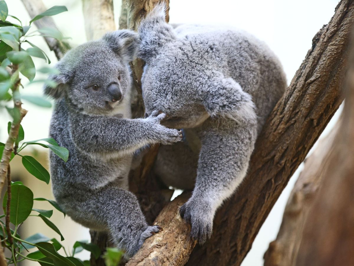 Foto: Dos koalas subidos a un eucalipto. (REUTERS/Lisi Niesner))