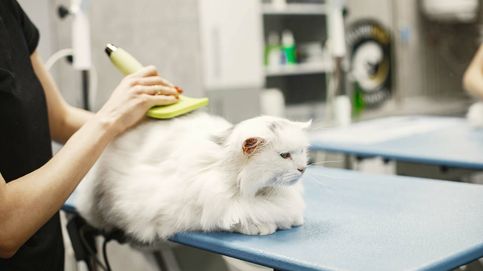 El secreto para un hogar sin pelos: el cepillo preferido por amantes de gatos que atrapa el 99 % del pelo suelto