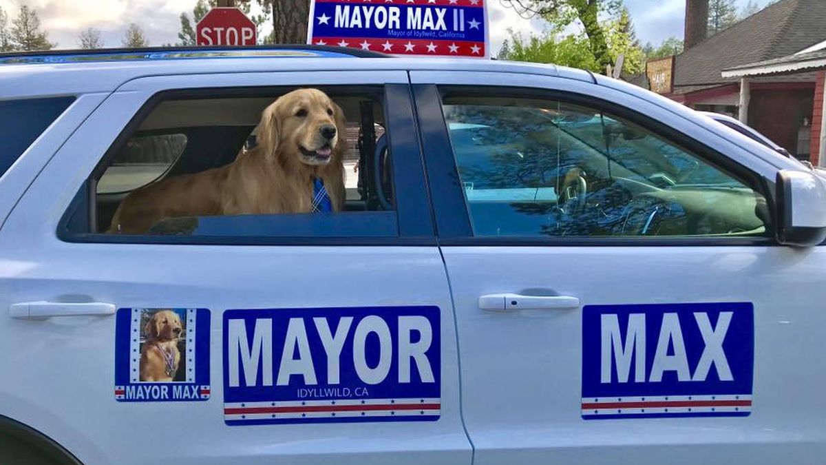 Un golden retriever repite como alcalde en un pueblo de California