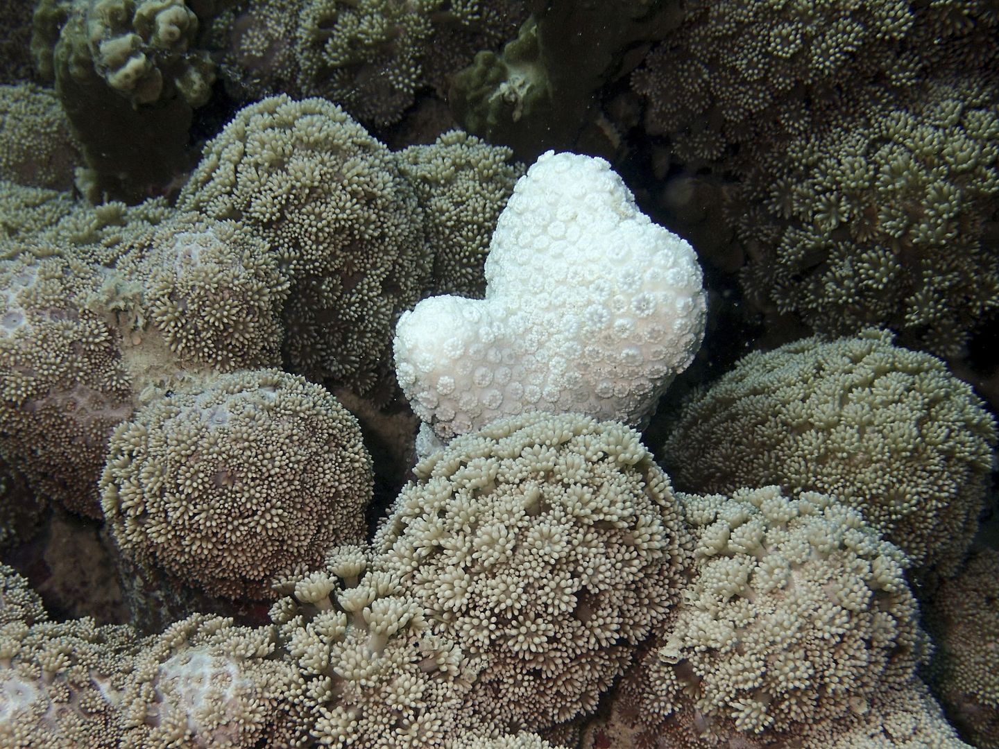 Coral blanqueado debido al cambio de la calidad, temperatura y acidez del agua en Australia. Foto: EFE