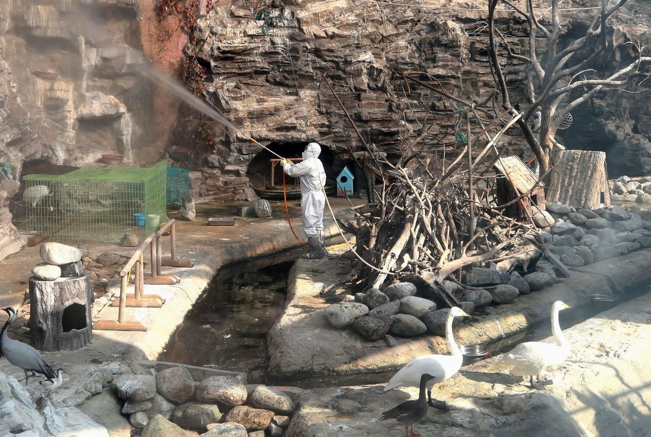 Un operario rocía pesticida en la zona de las aves de un zoo como prevención a la gripe aviar en Seúl. (EFE)