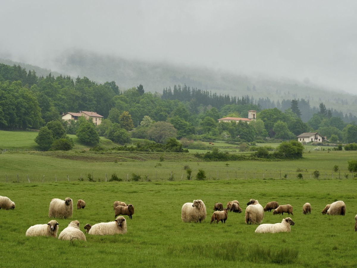 Foto: Un rebaño de ovejas en una fotografía de archivo. (EFE/L. Rico)