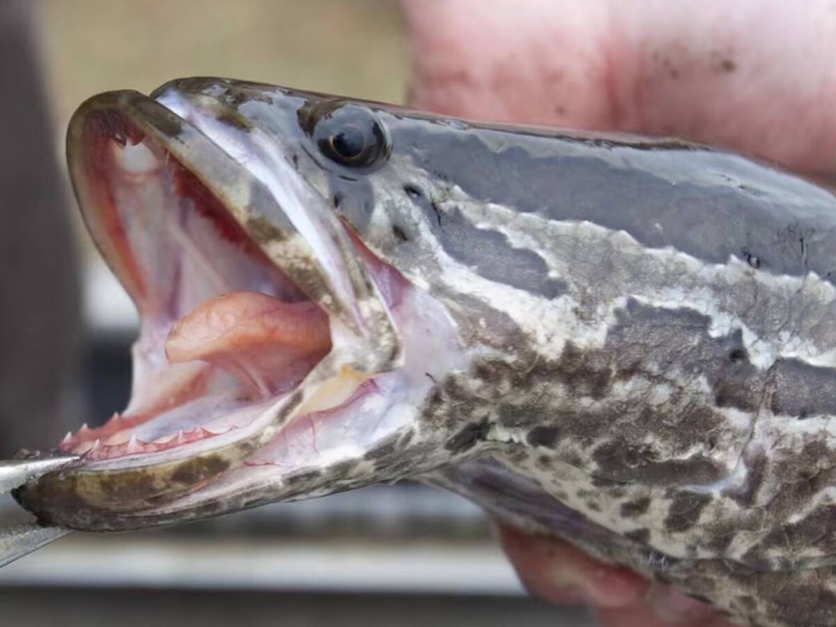 Estados Unidos pedem apoio de pescadores para conter a expansão do peixe-cobra-do-norte