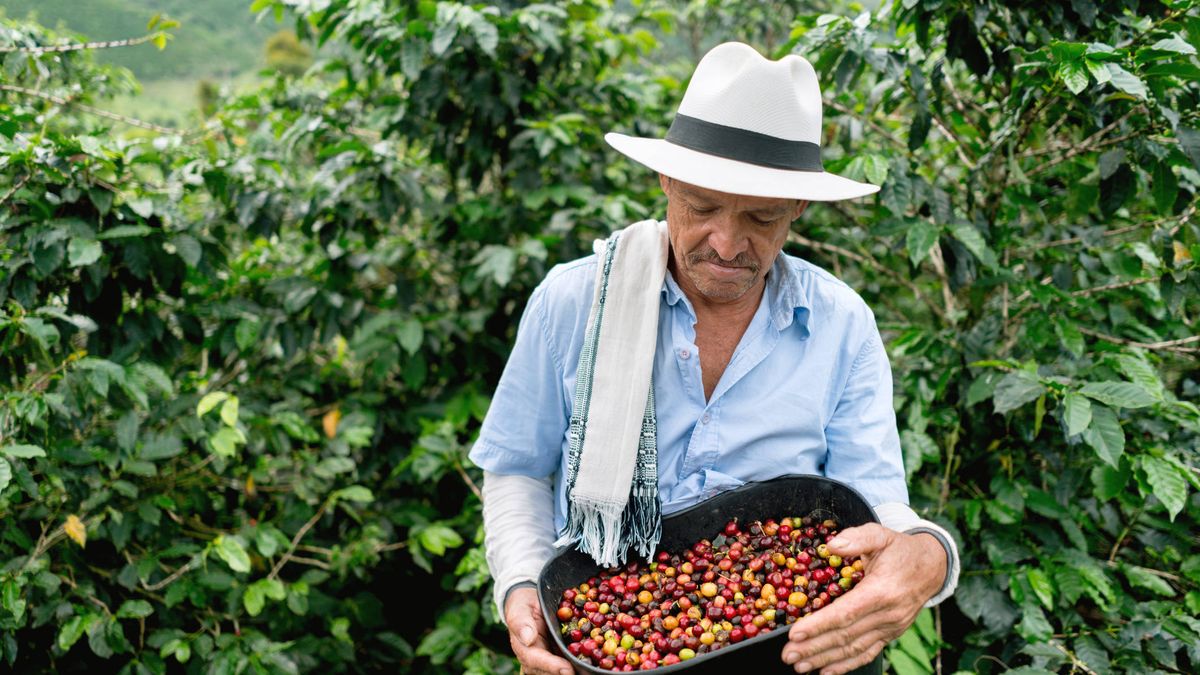 Café de Colombia: por qué un producto de prestigio ha entrado en crisis
