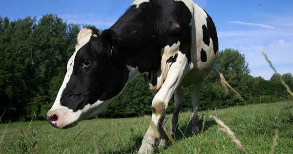 Foto: Una vaca pastando en el norte de Francia. (Reuters)