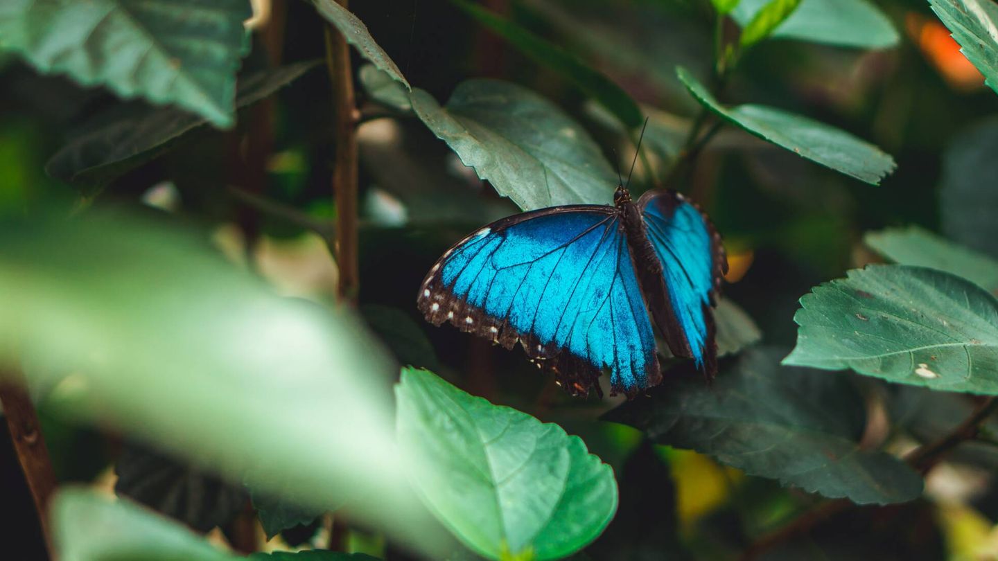 Mariposa morpho azul. (Pexels)