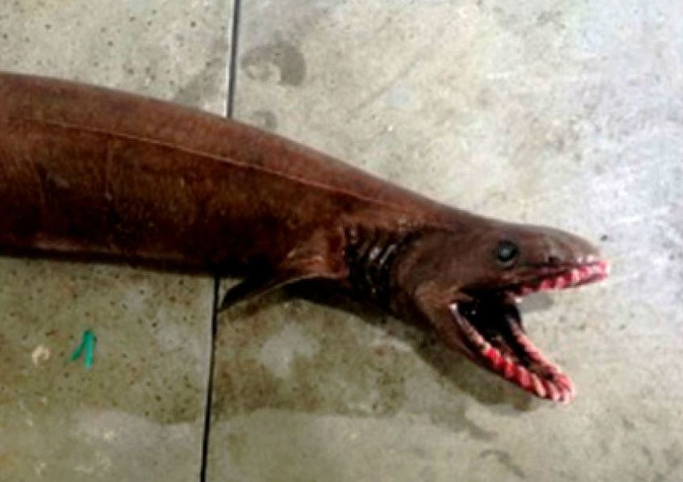 Foto: Ejemplar de este "fósil viviente" capturado en Australia (Foto cortesía de SEFTIA)