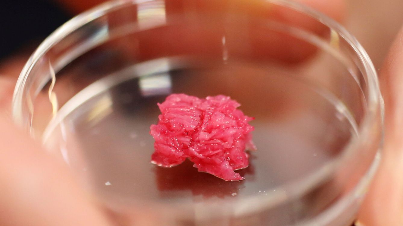 Foto: Una muestra de carne de Wagyu cultivada en un laboratorio de Osaka. (Reuters/Akira Tomoshige)