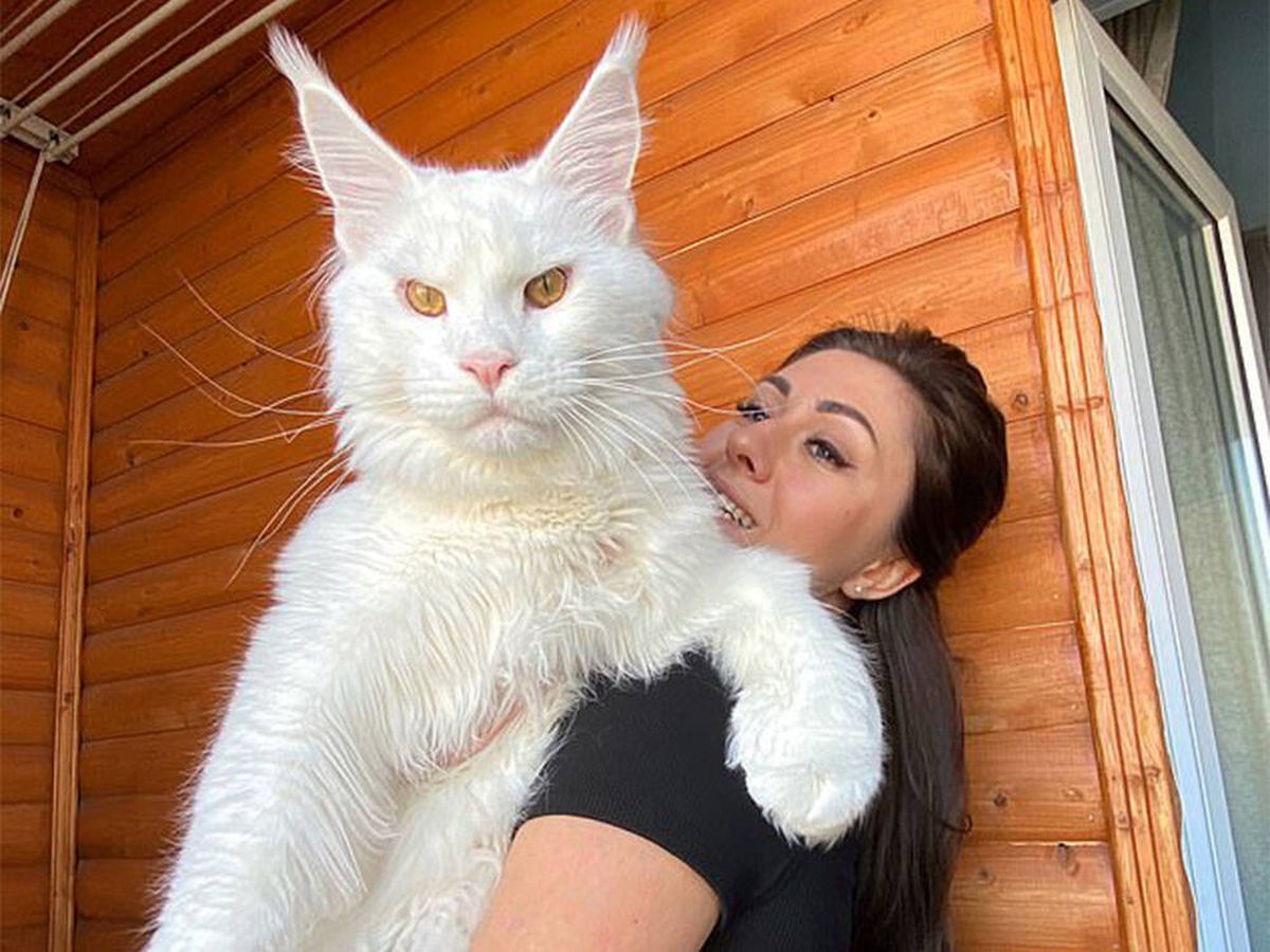 Foto: Conoce a Kéfir, el gato de 12,5 kilos que todos piensan que es un perro (Instagram @yuliyamnn)