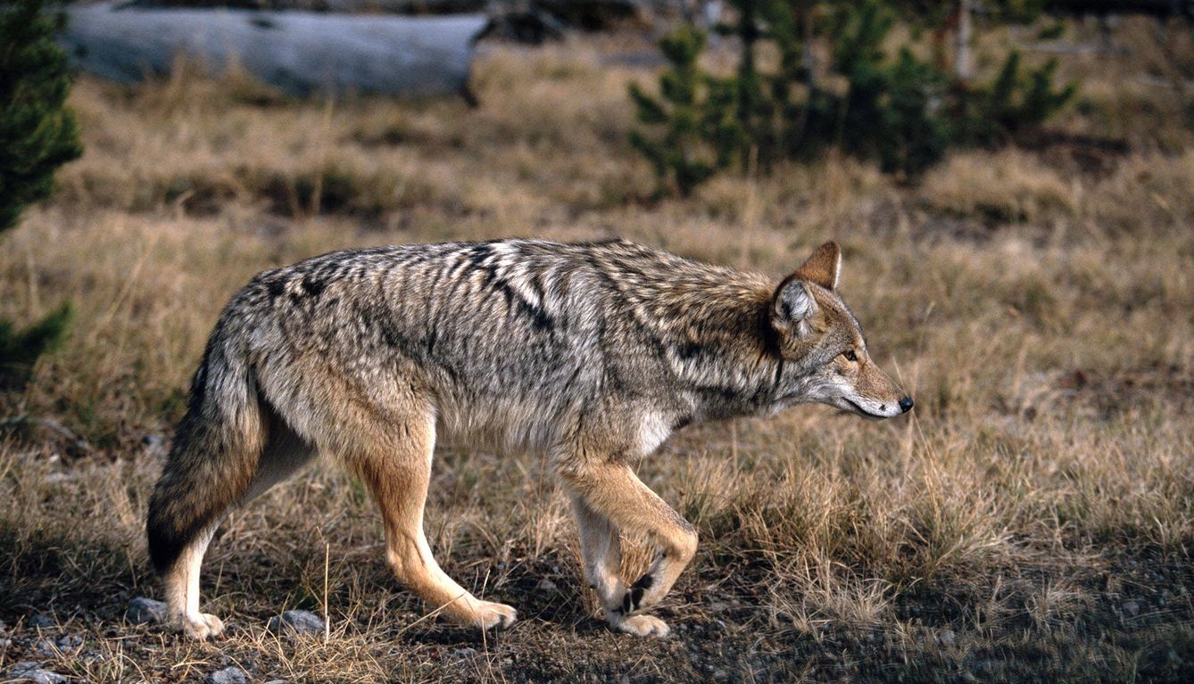 Un coyote caminando hacia el bosque. (Andoni Canela)