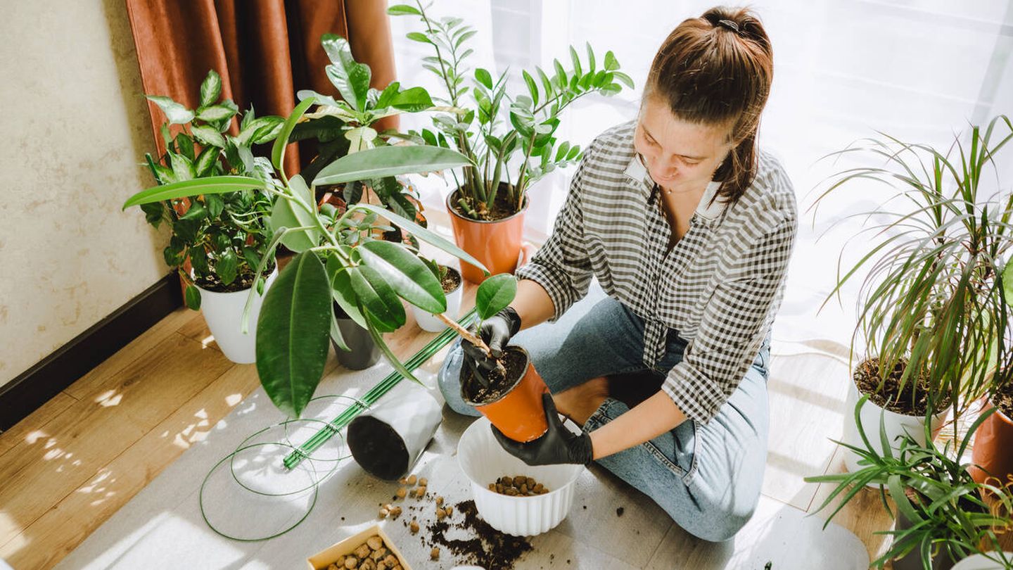 Una mujer trasplantando plantas en macetas más grandes (iStock)