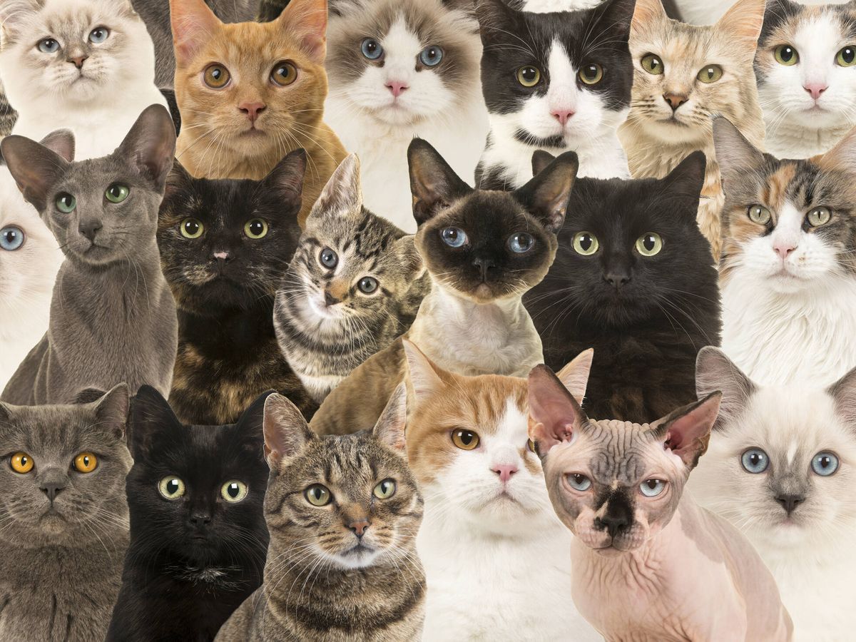 toxicidad Malawi Creyente Un estudio con miles de gatos identifica sus 7 rasgos de personalidad