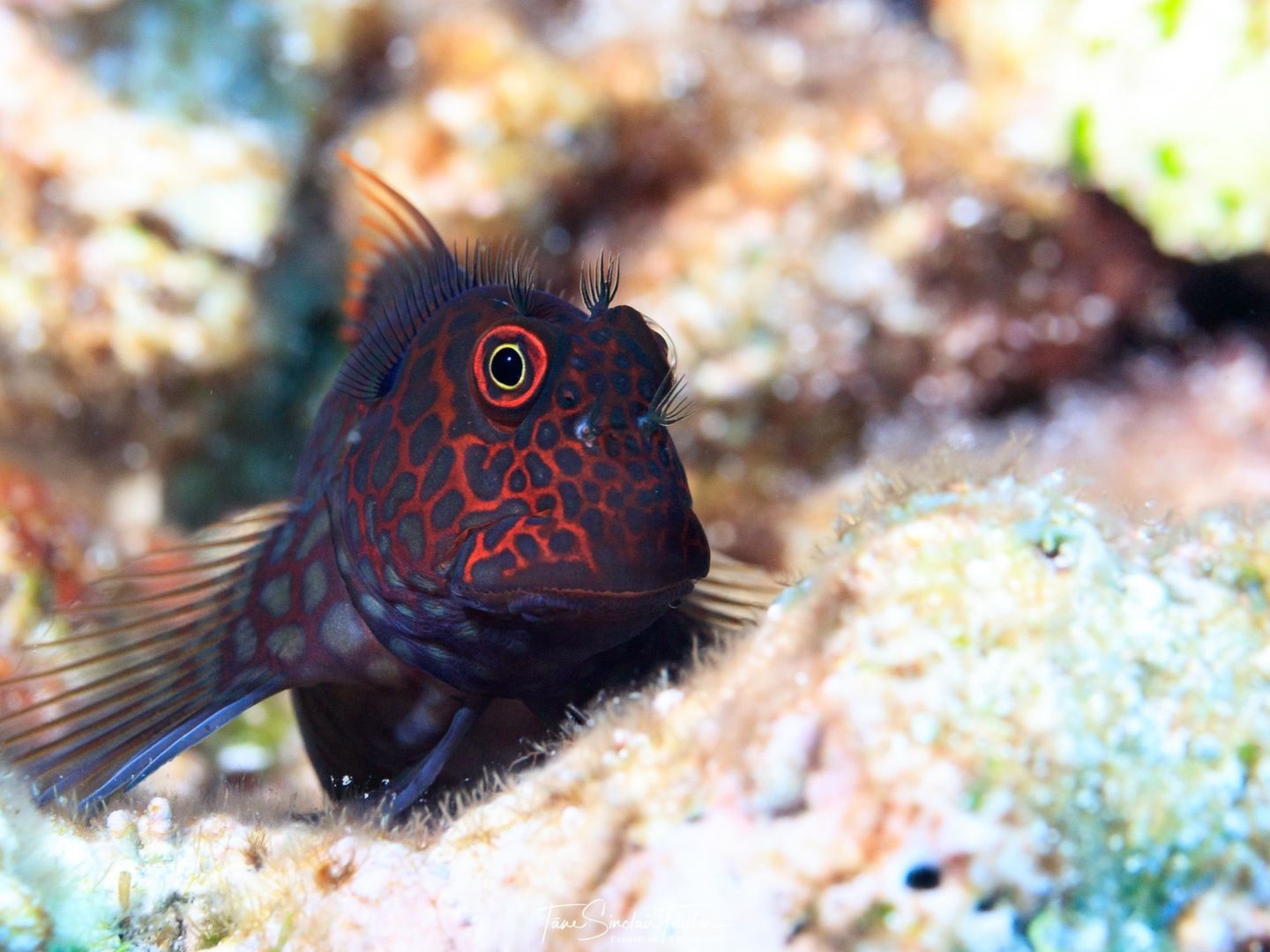Un pez en el arrecife de coral. (EFE)