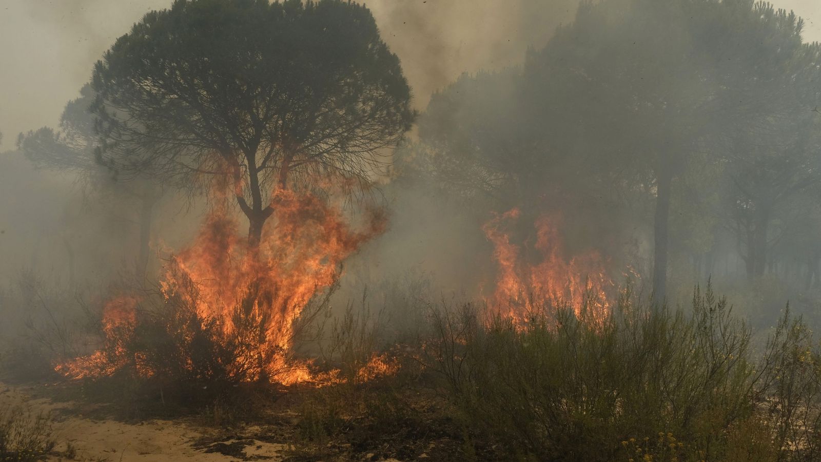 Foto: Más de 260 efectivos por tierra y 20 medios aéreos trabajan en extinguir el fuego en las inmediaciones del Parque Nacional de Doñana. (EFE)