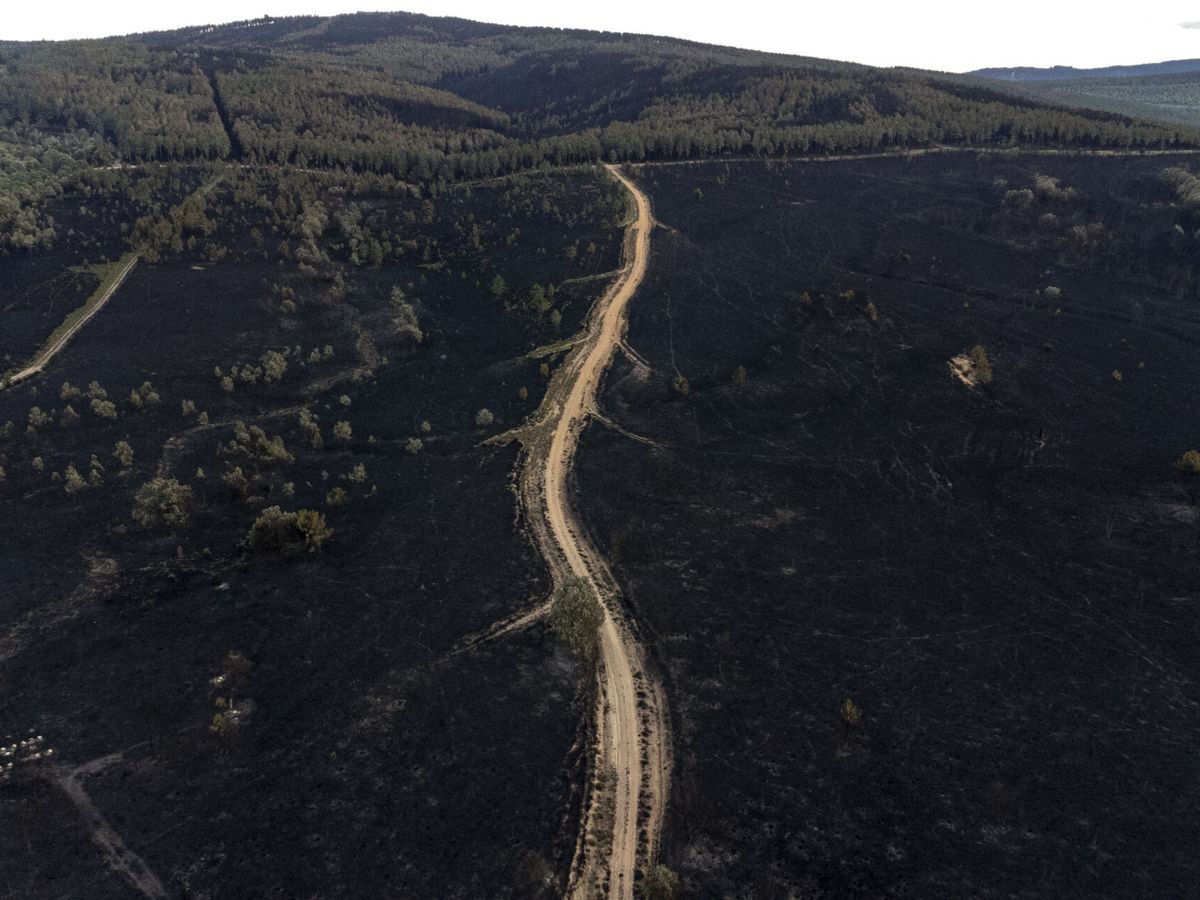 Foto: Imagen tomada con un dron de la superficie calcinada en el incendio forestal de la reserva de la sierra de la Culebra. (EFE/Brais Lorenzo)